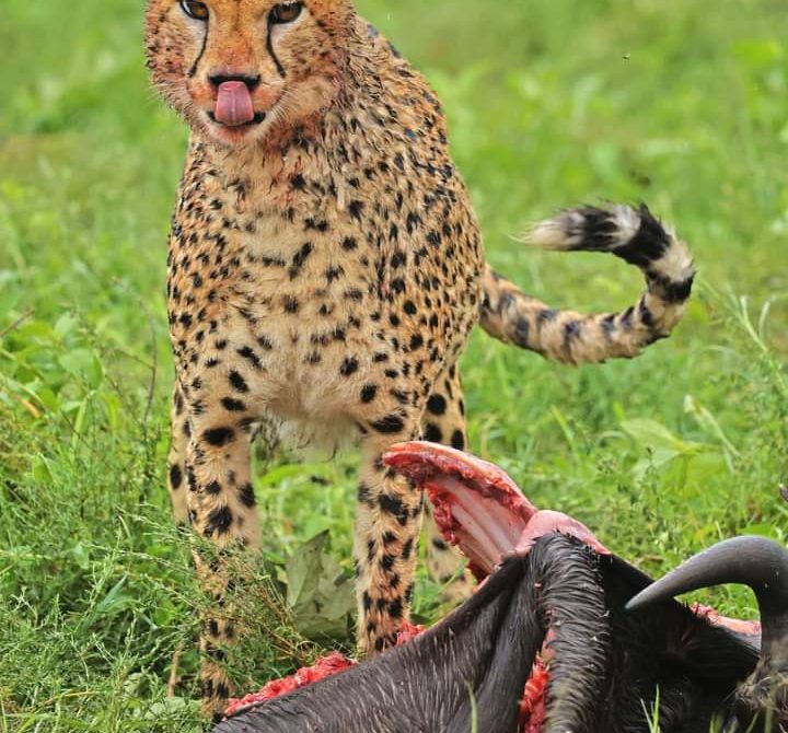 Family Safari in Kenya: 9 Tips for an Epic Trip