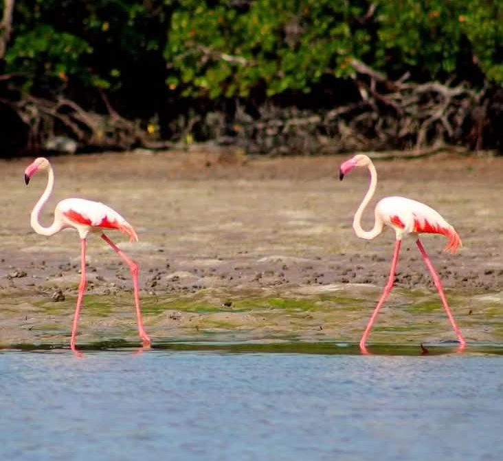 Kenya Safari: 7 Powerful Tips for Perfect Planning