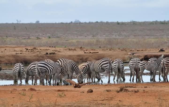 Tsavo West Safari Guide: 9 Wild Highlights in Kenya