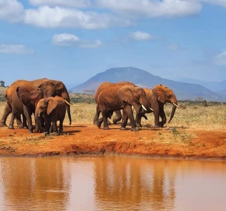10 Incredible Reasons Kenya Is the Ultimate Safari Destination