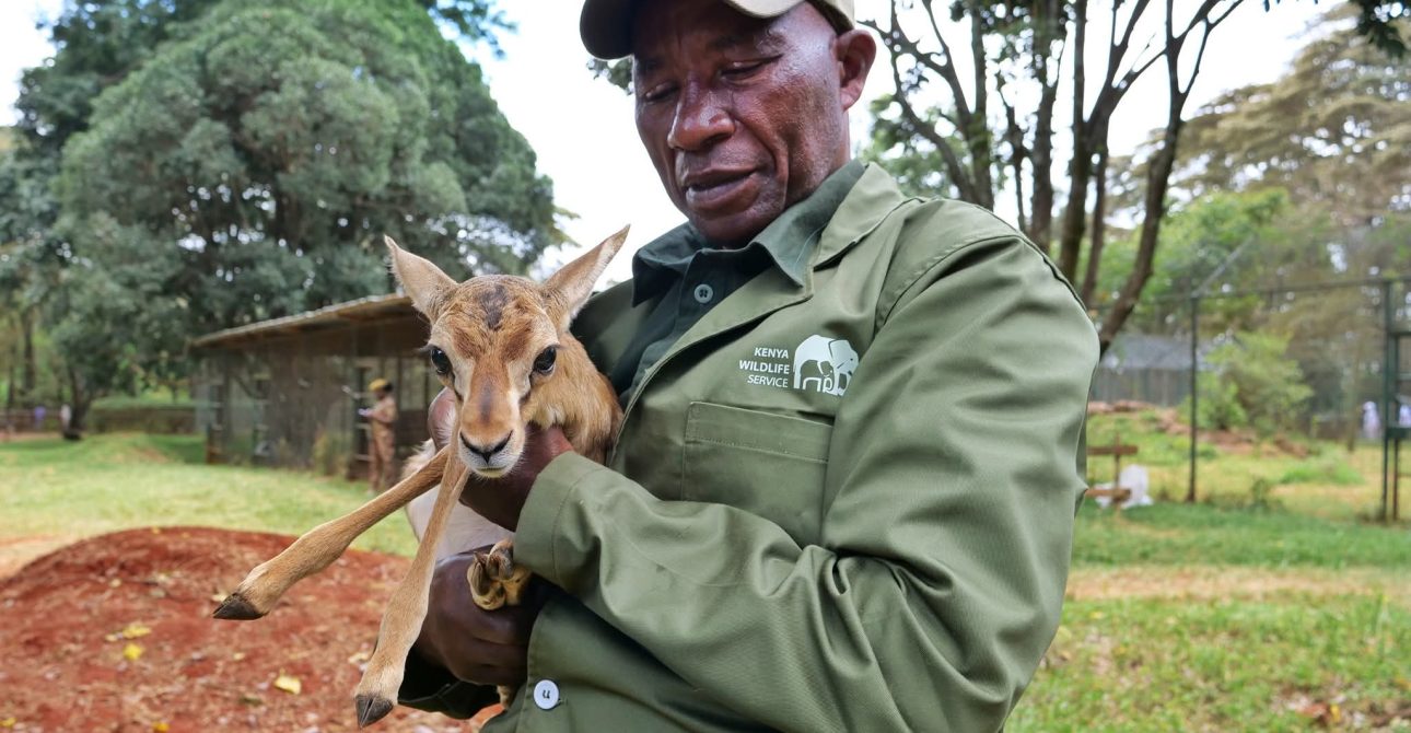 Kenya Wildlife Conservation: Support KWS Animal Rescue and Rehabilitation Today