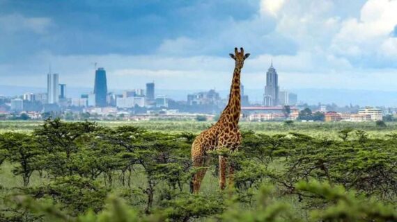 1-Day Nairobi Urban Safari & National Park Adventure — Wildlife & City Experienc