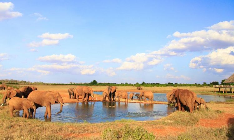 Tsavo East Safari Guide: 9 Luxurious Highlights