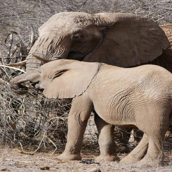 XResize_20260203161303346