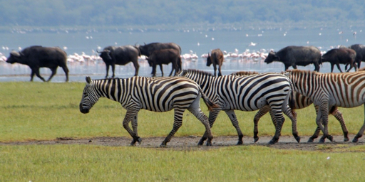 Experience a 3-day wildlife discovery safari in Tanzania with Quest of Africa Adventures.
