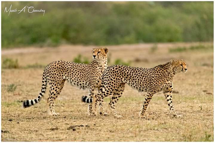 Kenya Safari: 7 Powerful Reasons to Book Today