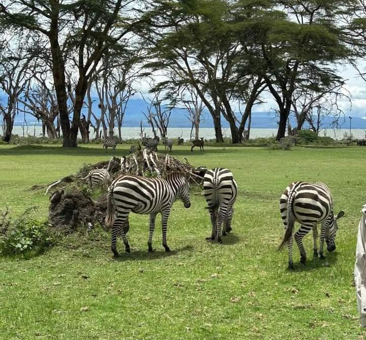 Kenya Safari Price Guide 2026: Costs, Seasons & Tips