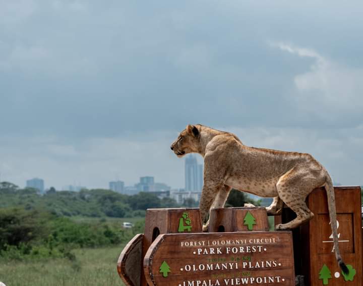 5 Brilliant Steps to Book Your Dream Safari Without Stress