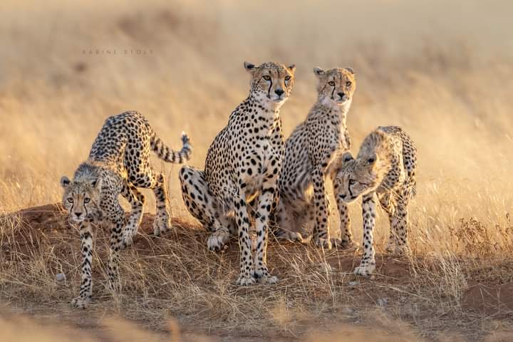 What to See in Kenya: 13 Luxury Safari & Beach Highlights