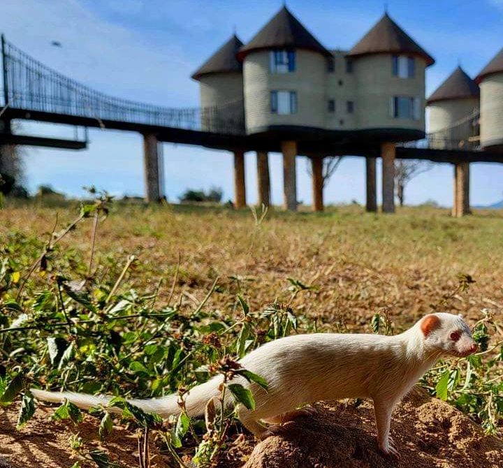 Taita Hills Safari Guide 2026: Kenya’s Most Intimate Escape