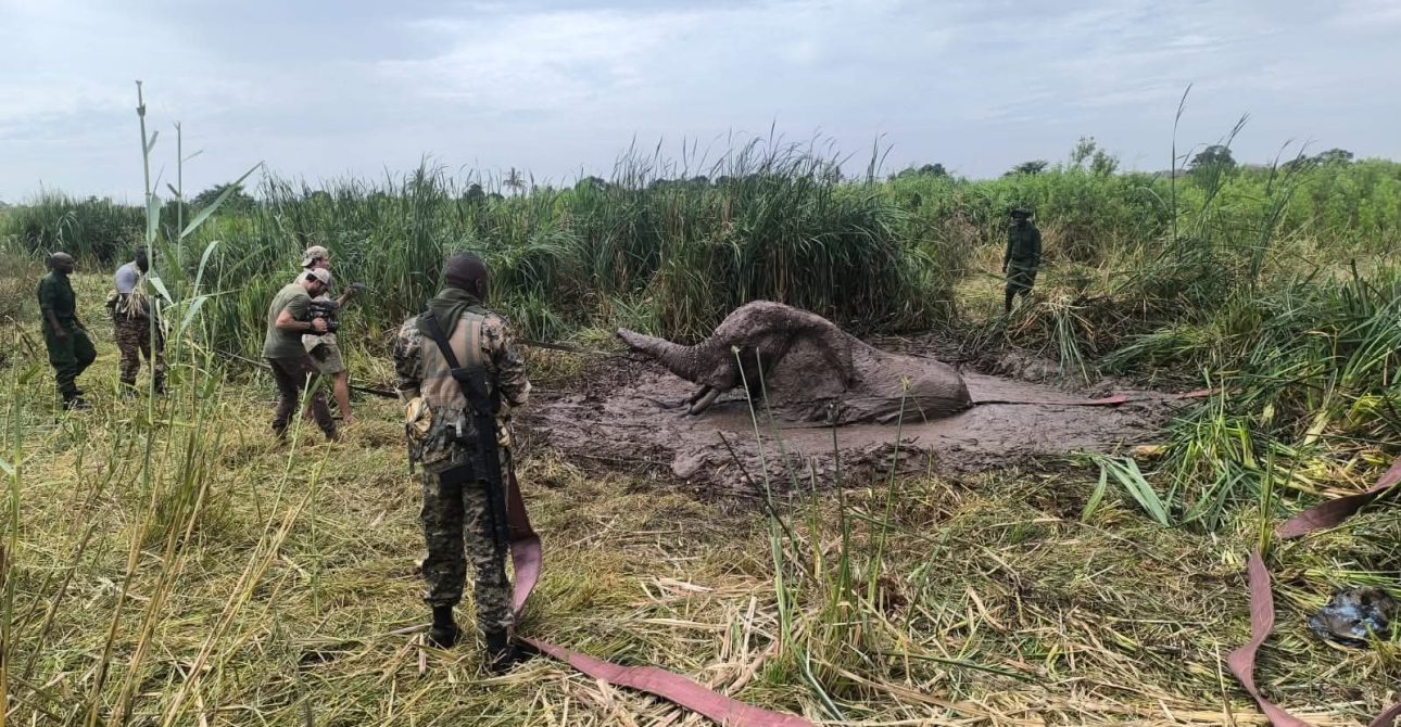 Community Partnership in Wildlife Conservation: Elephant Rescue at River Galana Kenya