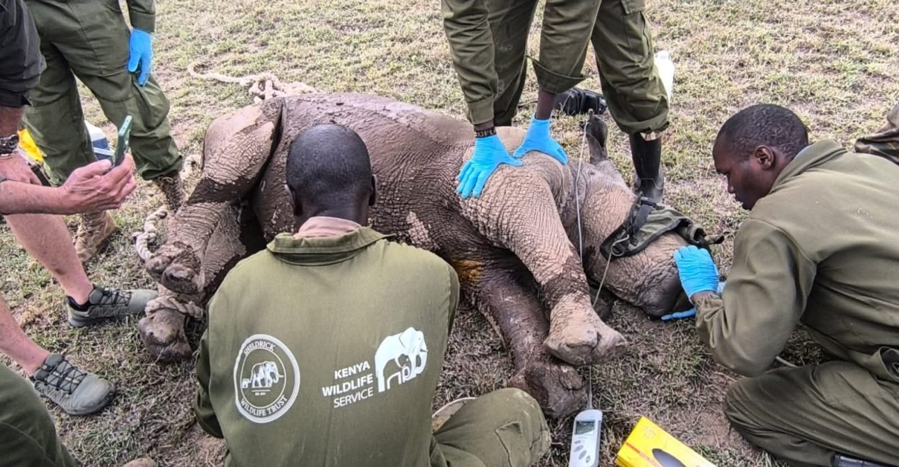 Giraffe Rescue Kenya: 7 Ways to Travel with Purpose