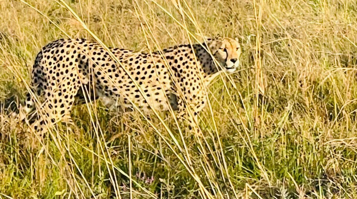 7 Powerful Signs You Need a Wild African Safari Adventure