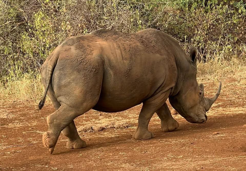 9 Essential Questions to Ask Before Booking a Safari Tour