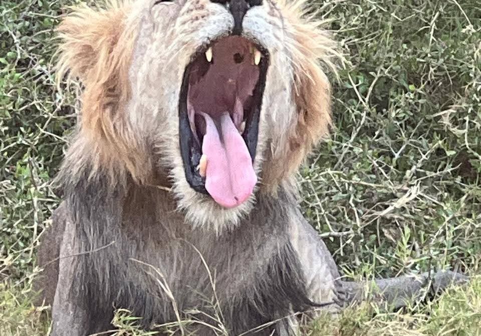 Kenya Safari and Beach Stay: 9-Day Luxury Escape