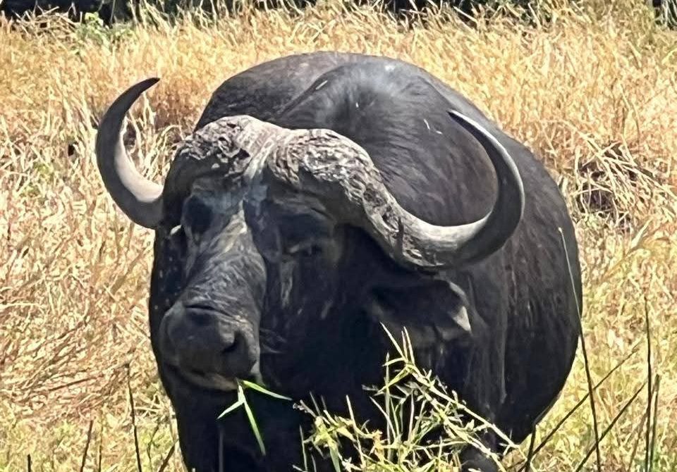 9 Smart Ways to Choose the Best Safari Destination in Kenya