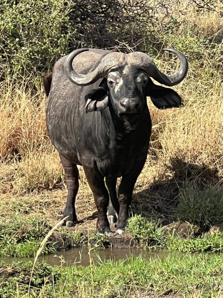 Kenya Safari: 12 Fascinating Animals You Must See