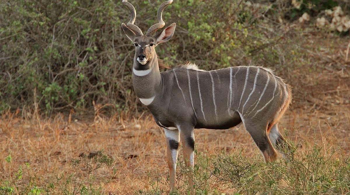 9 Stunning Safari Experiences Every Traveler Must Try in Kenya