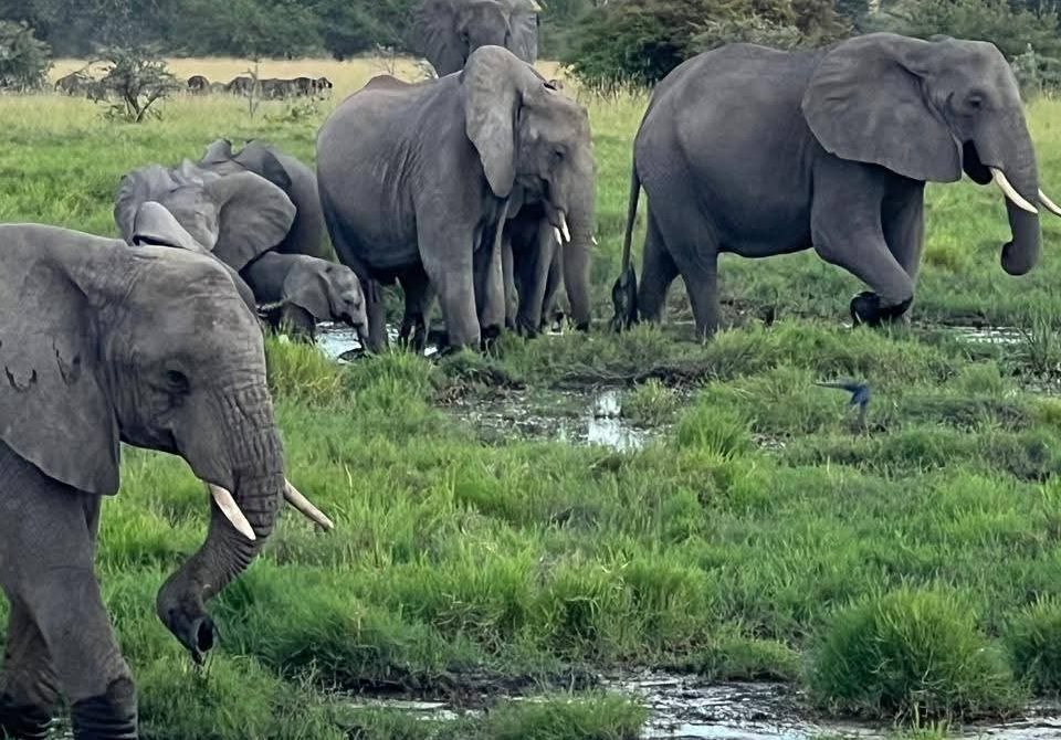 Meru National Park Safari Experience – Complete Wilderness Adventure