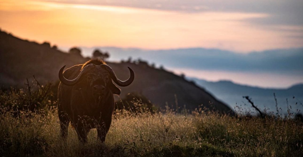 Kenya Safari: 10 Essential Things You Must Know Before Booking