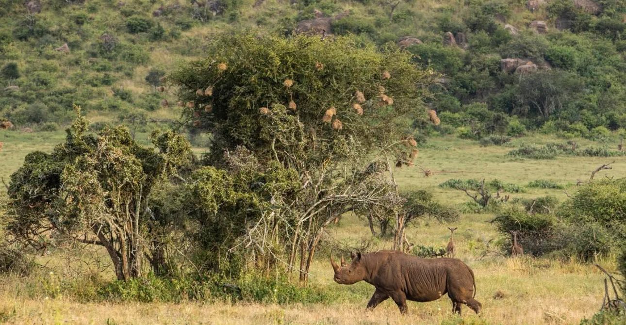 10 Powerful Reasons Guided Safaris Beat Self‑Drive Adventures