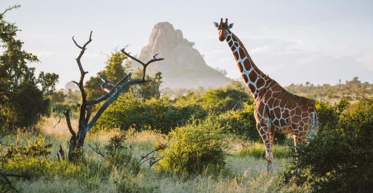 Tanzania Safari Price Guide 2026: Costs & Luxury Tips