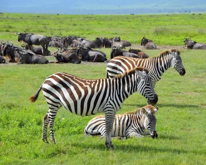 Kenya Safari: 10 Magical Moments You Will Experience
