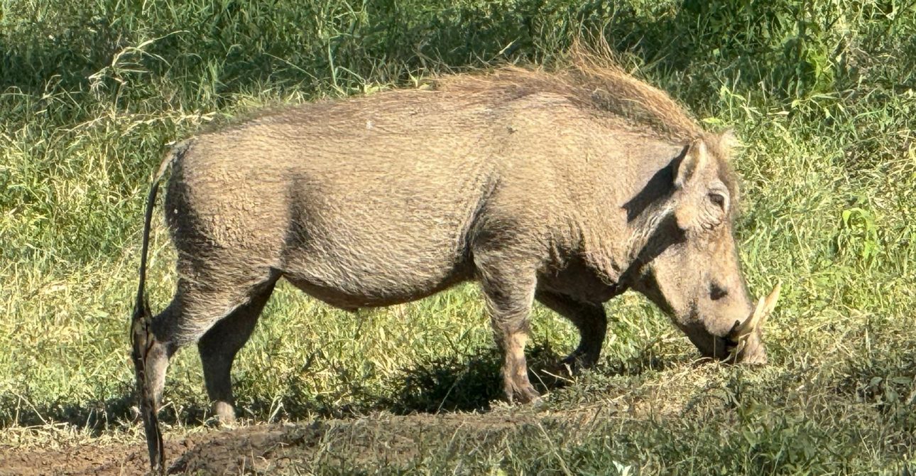 5 Day Kenya Safari: 9 Luxury Highlights in 2026