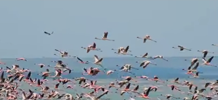 Manyara Safari Guide: 9 Luxury Moments in Tanzania