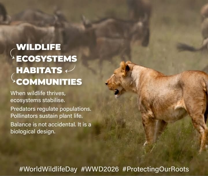 Wildlife Conservation in Kenya 2026 | Protect Ecosystems & Thriving Wildlife