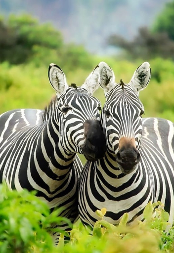 10-Day Kenya Safari Discovery with Quest of Africa Adventures