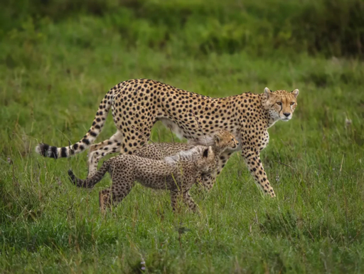 Kenya Family Safari: 10 Amazing Adventures Kids Love