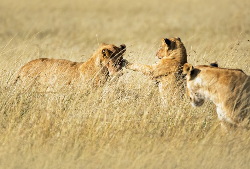 5-Day Kenya Safari Itinerary: Big Five, Migration & Budget-Friendly Options