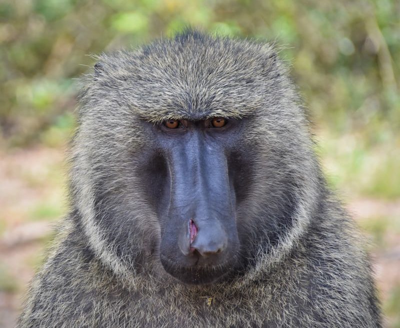 gorilla trekking Uganda vs Rwanda